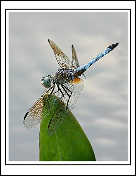 Dragonfly   Copy